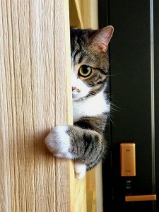Создать мем: кот, выглядывает из за угла, кот ломится в дверь