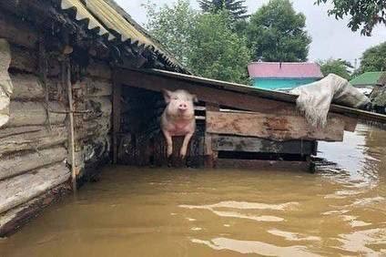 Create meme: flood , pig in the village, flooding in the Amur region in 2019