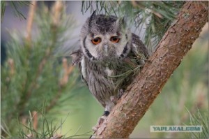 Создать мем: owl, грустная сова, Грусная сова