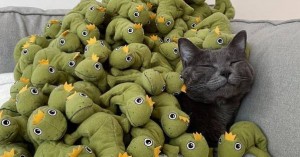 Create meme: cats funny, seals, animals funny