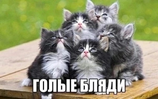 Создать мем: очаровательные котята, три пушистых кота, много милых котят
