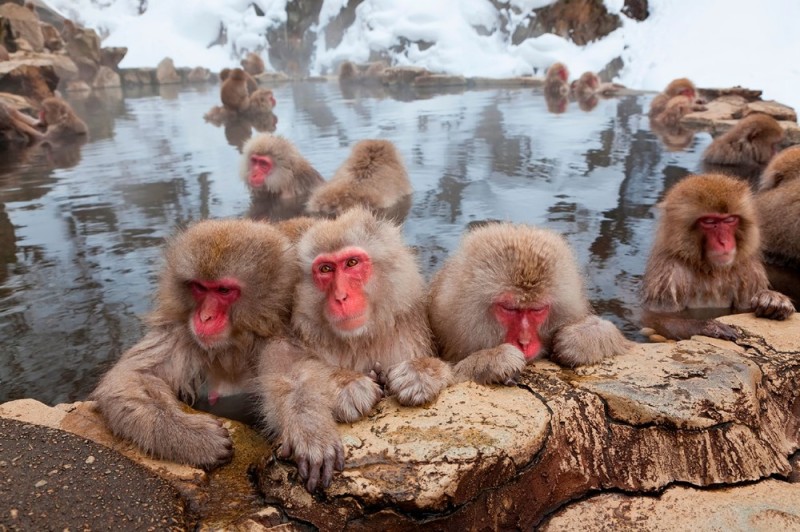 Create meme: Japanese macaque, Jigokudani Monkey Park, Japanese macaques in hot springs