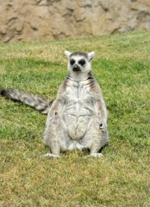 Create meme: Madagascar, Moscow zoo, lemur sitting