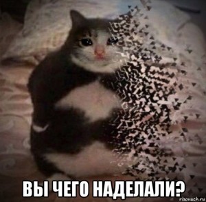 Создать мем: толстый кот, лучшие мемы, Кошка