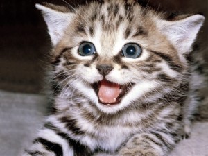 Создать мем: котенок мяукает, счастливая кошка, счастливый кот