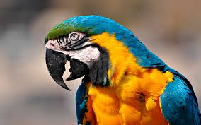 Создать мем: птица попугай, попугай ара синий желтый, попугай ара голубой желтый