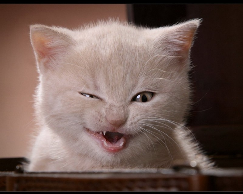 Создать мем: смешные коты, кот смеется, котэ