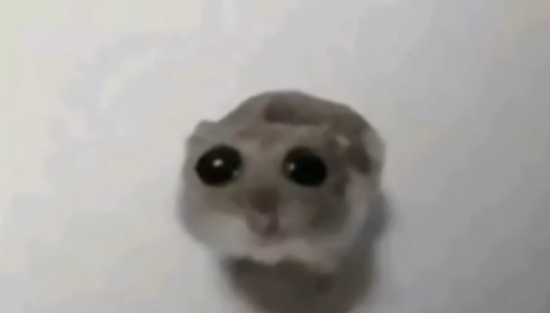 Create meme: hamster with a cross meme, the hamster looks at the camera, cat 