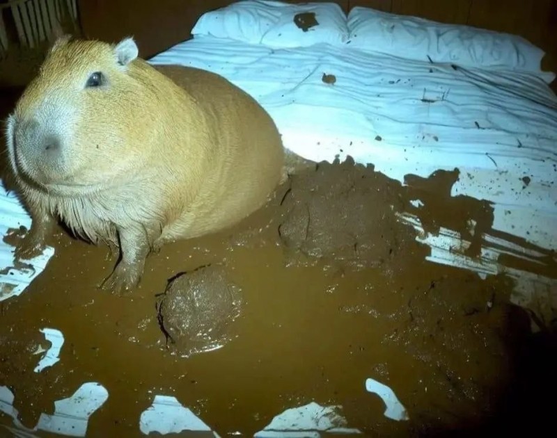 Create meme: Guinea pig , Guinea pig skinny, sleepy capybara