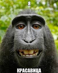 Create meme: the monkey meme, smiling monkey, macaque monkey