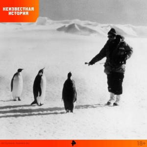Создать мем: первая советская антарктическая экспедиция 1956 года, антарктические экспедиции, пингвины антарктиды