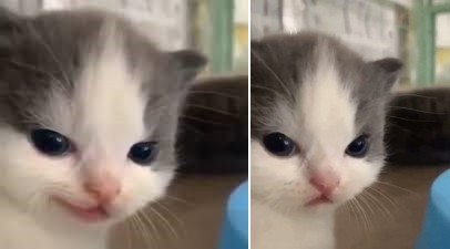 Create meme: meme of cute cat, cats sad, crying kitten