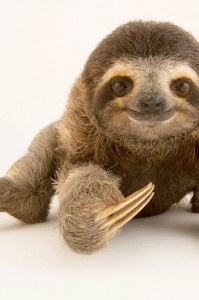 Создать мем: national geographic журнал детский, sloth, животное ленивец