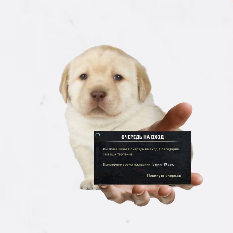 Create meme: Labrador , Labrador dog, white labrador retriever