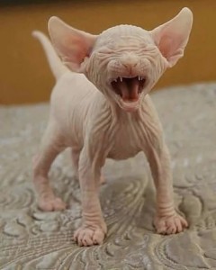 Create meme: Sphynx, Sphynx cats, Sphinx