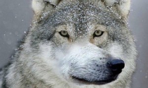 Create meme: wolf wolf wolf meme, funny wolf, animals wolf