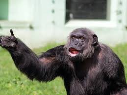 Создать мем: шимпанзе, chimp, обезьяна