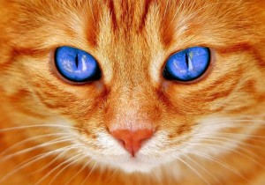 Создать мем: кошка глаза, кот красивый, рыжая морда