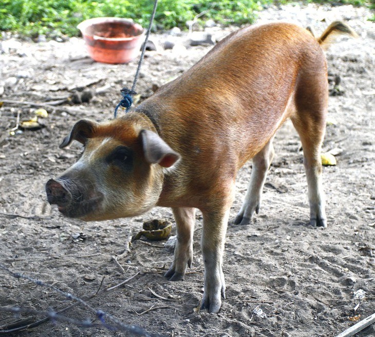 Create meme: swineherd, river brush - eared pig, piglets of the Duroc breed