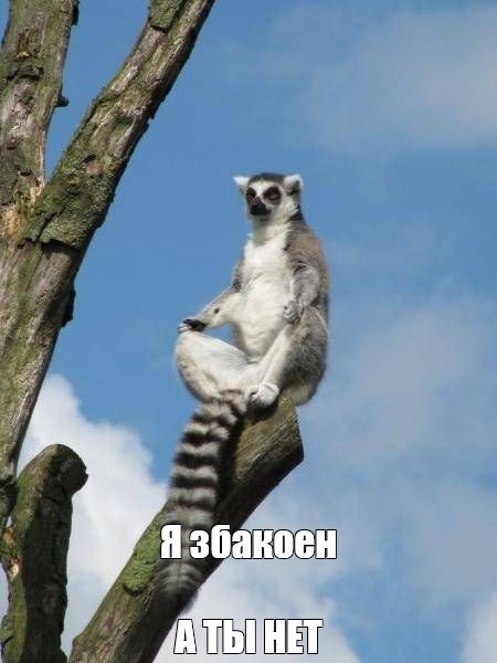 Create meme: sagaseta , lemur uzbagoysya , lemur 