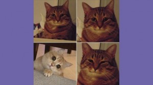 Create meme: smiling cat meme, meme cat, meme cat