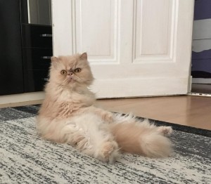 Создать мем: персидский кот классик, кот перс, персидская кошка элит