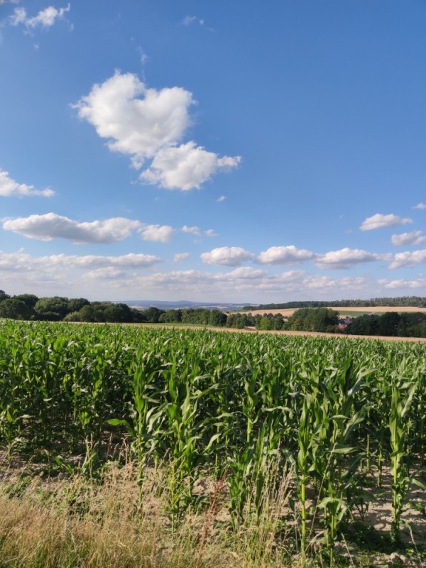 Create meme: corn field, corn for silage, cornfield