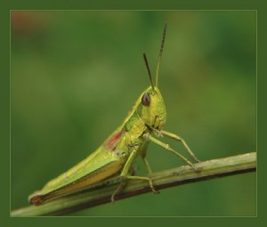 Создать мем: мир насекомых, насекомые, grasshopper