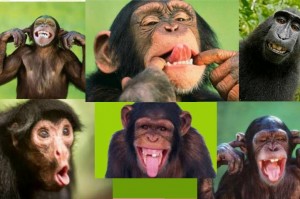 Создать мем: веселая обезьяна, шимпанзе фото смешные, мимика шимпанзе