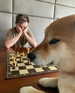 Create meme: play chess, dog and chess, dog plays chess