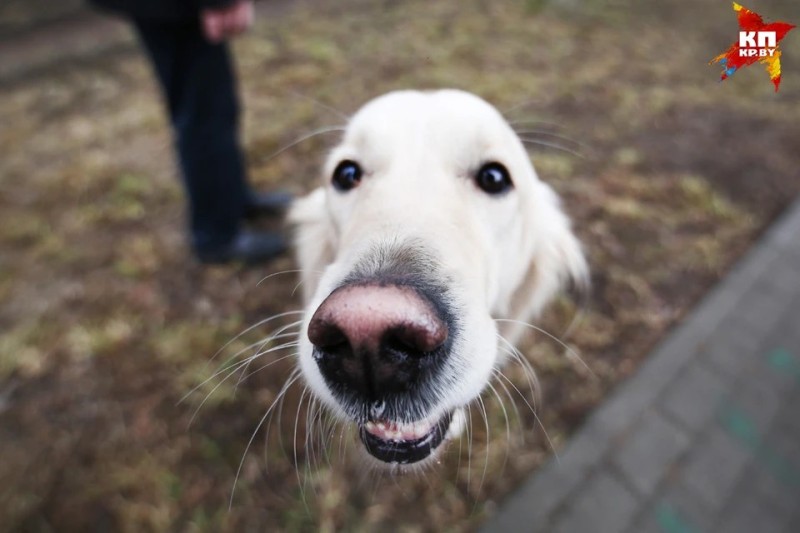 Create meme: fawn labrador, Labrador dog, Golden Retriever dog