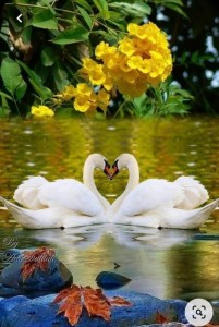 Create meme: Swan, swans love