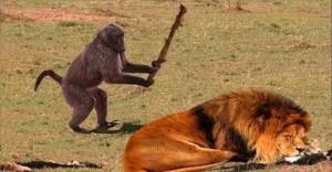 Создать мем: обезьяна лев, обезьяна бьет льва, обезьяна бьет палкой льва