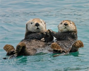 Создать мем: калифорнийская морская выдра, морской бобр калан, морская выдра кармашек