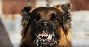 Create meme: Rabies, the furious animal, rabies dogs