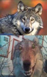 Создать мем: чучело волка мем, волк волк, волк