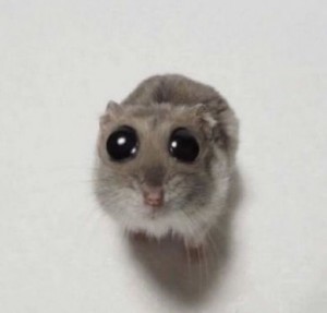 Create meme: nyashnye seals, animals cute, hamster