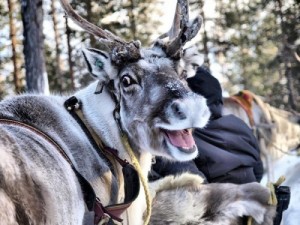 Создать мем: reindeer, оленья упряжка, оленевод