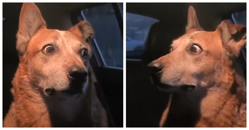 Create meme: dog , a dog in shock, the surprise dog