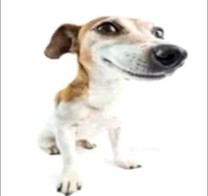 Create meme: dog portrait, dog