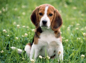 Create meme: Beagle, puppy Beagle, dog breed Beagle