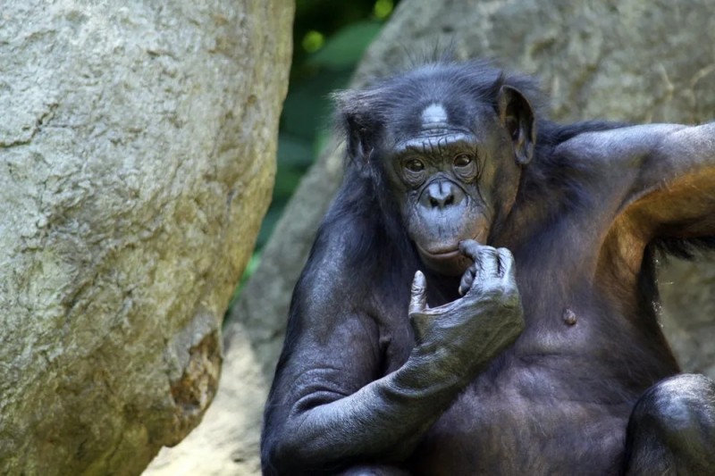 Создать мем: самка шимпанзе, шимпанзе самец, шимпанзе бонобо