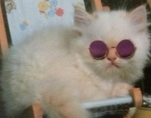Create meme: cat, Persian cat