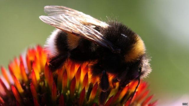 Create meme: bumblebee , the skittish bumblebee, bumblebee close-up