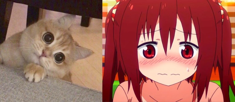 Create meme: memes with cats , cute memes with cats, cute cat meme