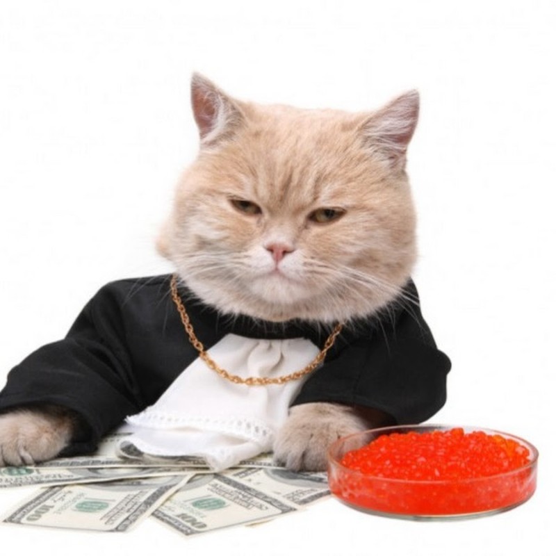 Создать мем: кот деньги, кот босс, деловой кот