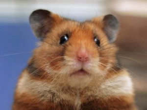 Create meme: the Syrian hamster