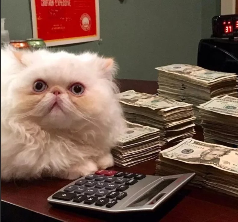 Создать мем: кот деньги, кот экономист, кот пекинес