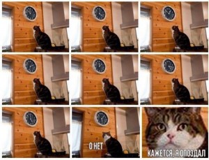 Create meme: business cat I'll be, and watch cat meme, cat watch time meme