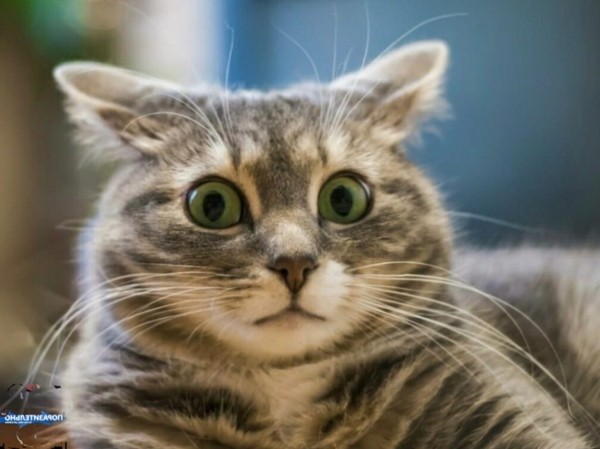 Create meme: funny cats , cat funny , surprised cat